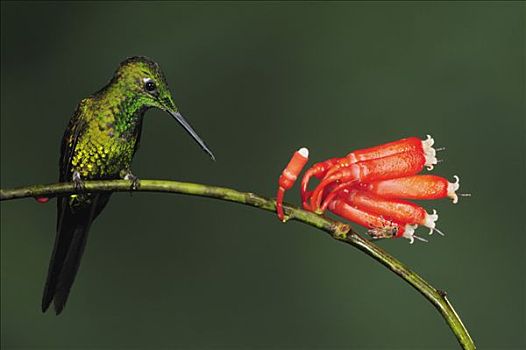 雄性,栖息,靠近,花,厄瓜多尔,安第斯山,南美