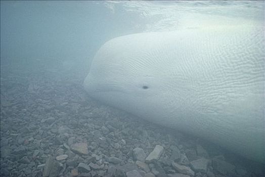 白鲸,浅水,加拿大西北地区,加拿大
