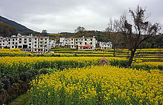 江西婺源江岭油菜花海