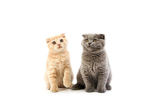 蓝色,苏格兰折耳猫,家猫,2个月,小猫,坐,白色背景