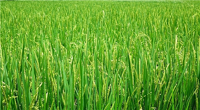 茂密,绿色,稻田