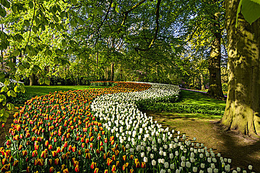弯曲,春天,花坛,郁金香,库肯霍夫花园,荷兰南部,荷兰