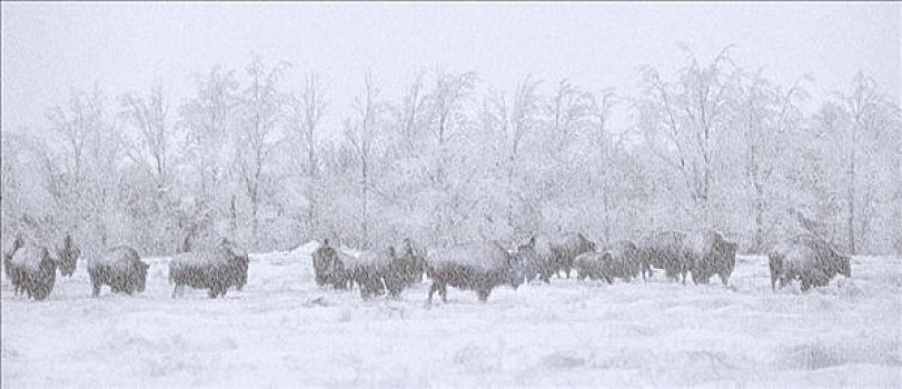 美洲野牛,野牛,牧群,雪中,风暴,北美