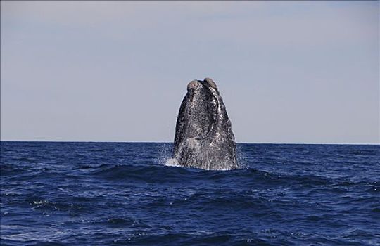 南露脊鲸,丘布特省,巴塔哥尼亚,阿根廷