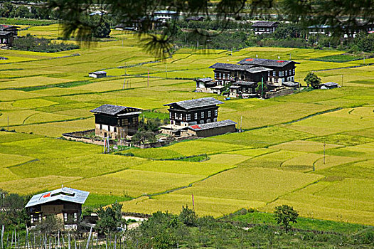 不丹,乡村,房子,麦田