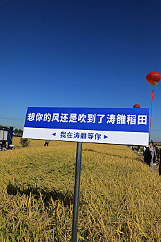山东省日照市,千亩水稻喜获丰收,数千观众沉浸式体验稻田文化
