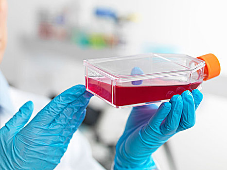 细胞,生物学家,拿着,长颈瓶,干细胞,种植,红色,调查,疾病