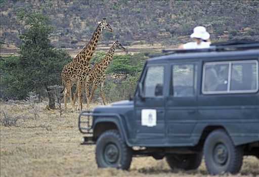 模糊,女人,摄影,网纹长颈鹿,长颈鹿,正面,肯尼亚