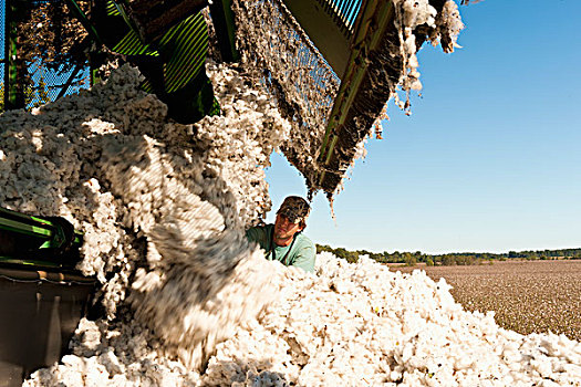 推,棉花,背影,采摘者,溢出,密西西比,美国