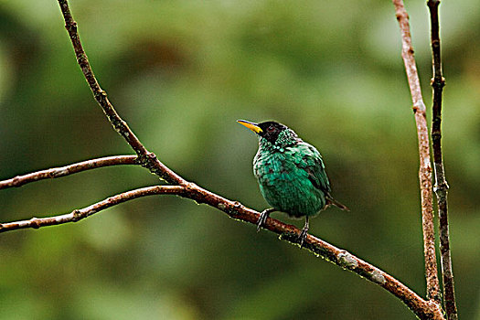 绿色,栖息,枝条,西北地区,厄瓜多尔
