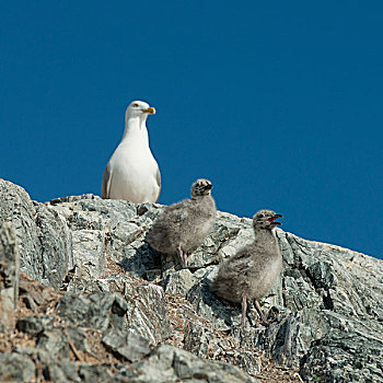 海鸥,幼禽,海岸,湖,木头,安大略省,加拿大