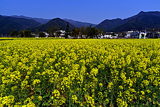 梦里花乡陶醉