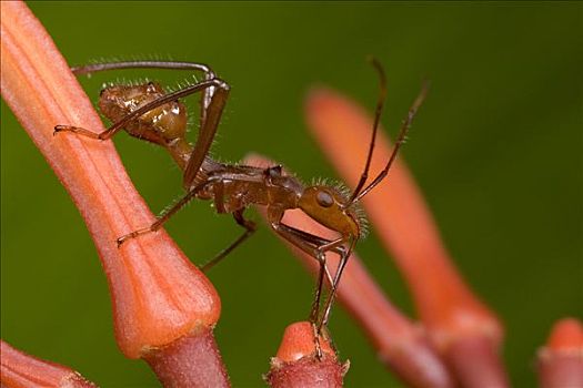 昆虫,模仿,猛烈,蚂蚁,哥斯达黎加