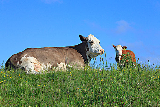 母牛,休息,有机,农场,波厄斯郡,威尔士,英国,欧洲