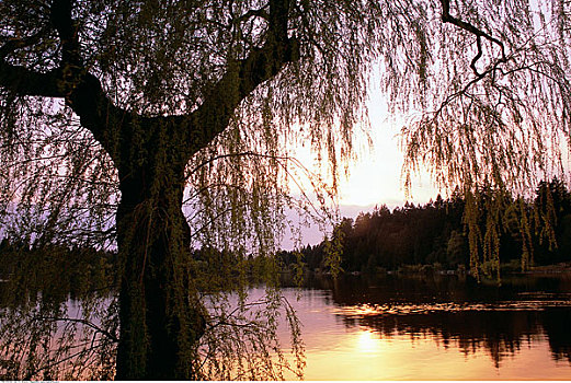 柳树,湖