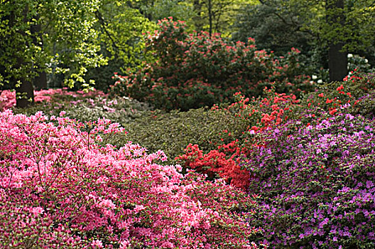 粉色,红色,花,灌木丛,正面,多样,绿色,树,植物,里士满,英国