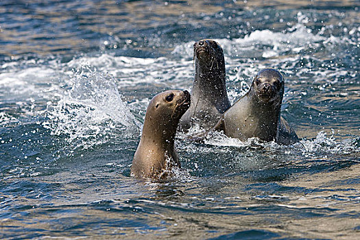 南美海狮,南方,海狮,女性,站在水中,帕拉加斯,国家公园,秘鲁