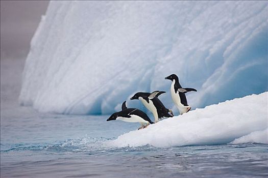 阿德利企鹅,三个,冰山,保利特岛,南极