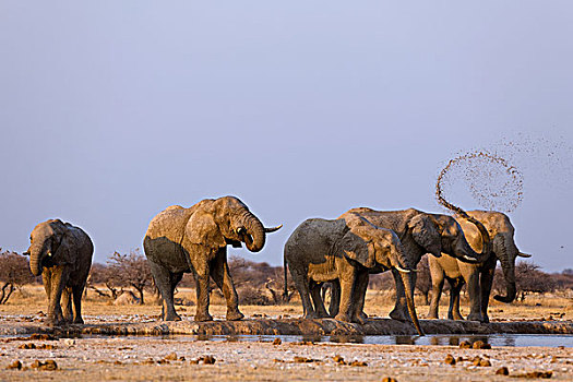 非洲象,喝,水潭,博茨瓦纳,非洲