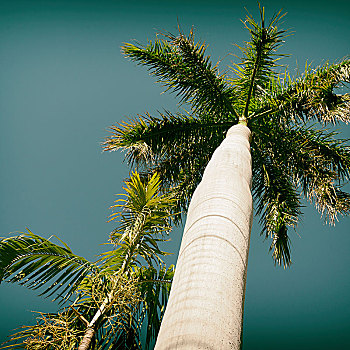 澳大利亚,枝条,棕榈树,蓝天