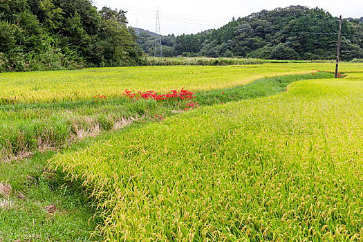 稻田