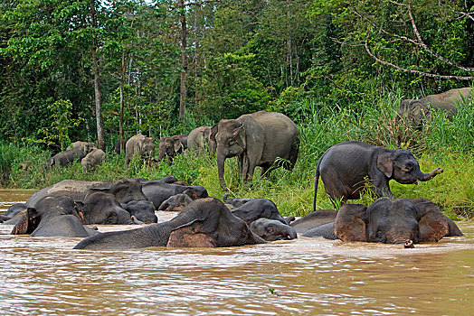 婆罗洲,俾格米人,大象,象属,浴,河,雨林,沙巴,马来西亚,亚洲