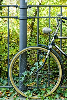 自行车,常春藤