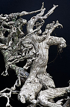 自然,神秘,木,雕塑,根部,花旗松,卡里布,不列颠哥伦比亚省