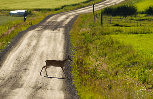 鹿,穿过,碎石路