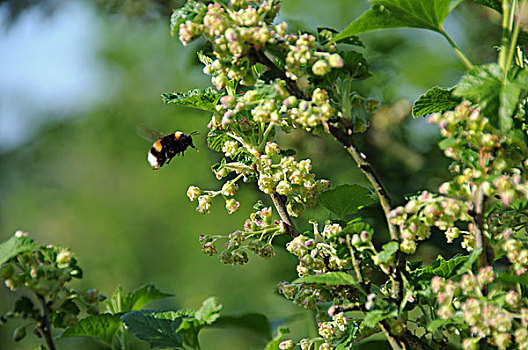 大黄蜂,黑醋栗,植物
