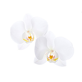 蝴蝶兰属,两个,白色,兰花,隔绝,白色背景,背景
