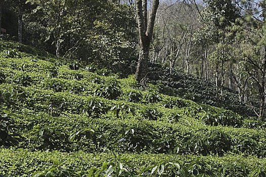 阿拉伯咖啡,咖啡种植园,山,清莱,省,北方,泰国