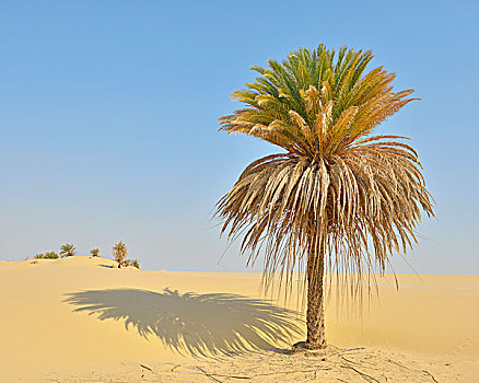 海枣,沙丘,利比亚沙漠,撒哈拉沙漠,埃及,非洲