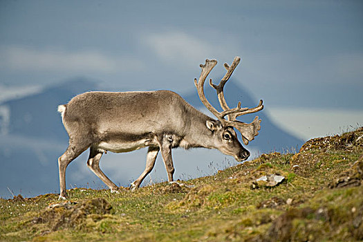 挪威,斯匹次卑尔根岛,斯瓦尔巴特群岛,驯鹿,驯鹿属,小,成年,苔原,植被