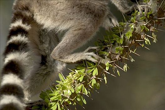 节尾狐猴,狐猴,特写,尾部,攀登,刺状,树,脆弱,贝伦提私人保护区,马达加斯加