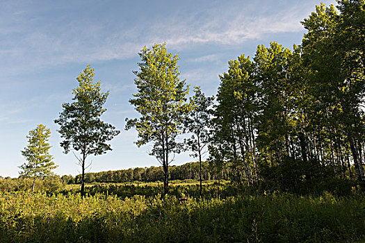 树,地点,赖丁山国家公园,曼尼托巴,加拿大