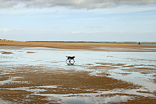 黑色,狗,左边,右边,远景,空,海滩,低,潮汐,多云,白天,诺福克,英格兰