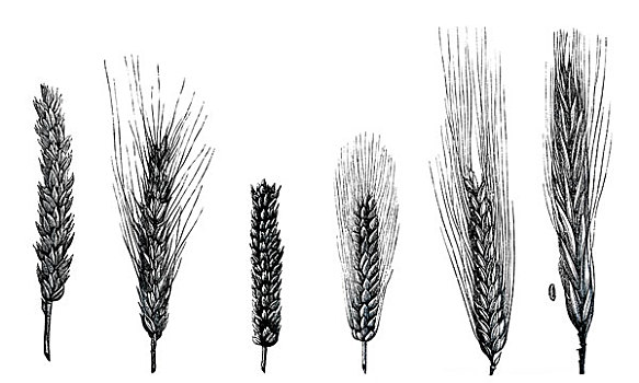 绘画,小麦,品种,植物,物种,草,引导,培育