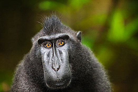 黑色,短尾猿,弥猴属,苏拉威西岛,印度尼西亚