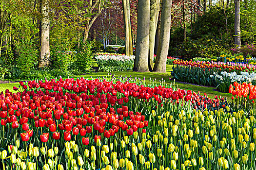 风景,彩色,郁金香,花坛,库肯霍夫花园,荷兰南部,荷兰