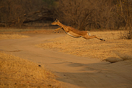 黑斑羚,跳跃,半空,上方,土路,津巴布韦,非洲