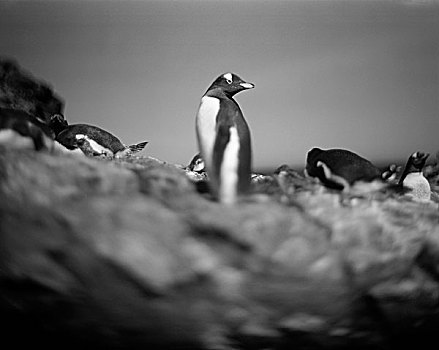南极,模糊,黑白,巴布亚企鹅,休息,栖息地,晴朗,晚间