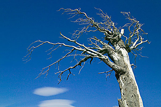 枯木,蓝天,托雷德裴恩国家公园,巴塔哥尼亚,智利