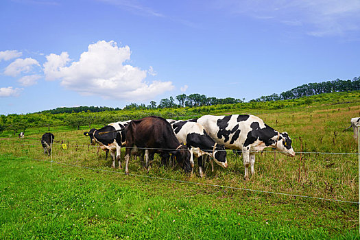 母牛,牧場