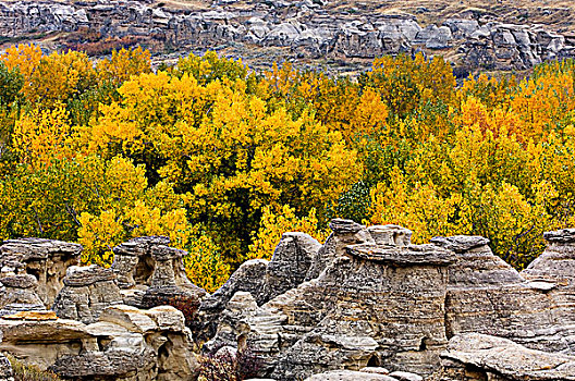 砂岩,怪岩柱,秋天,棉白杨,文字,石头,省立公园,艾伯塔省,加拿大