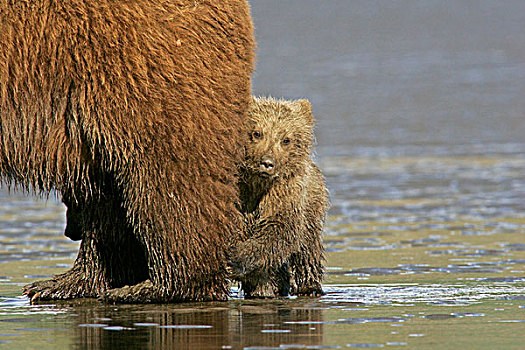 美国,阿拉斯加,克拉克湖,国家公园,沿岸,大灰熊,幼兽,挨着