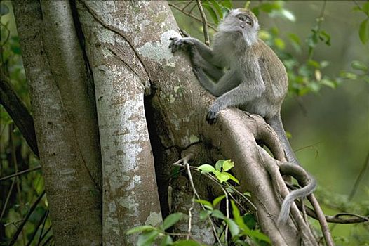 长尾,食蟹猴,树上,马来西亚