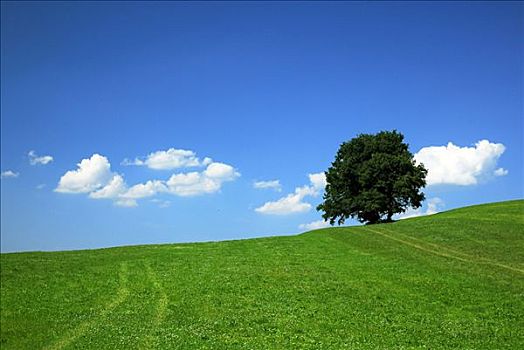 孤树,草地,巴伐利亚,德国