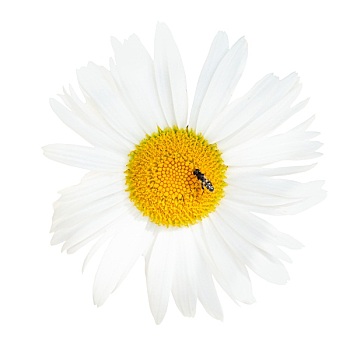 法兰西菊,花,飞虫,特写,隔绝