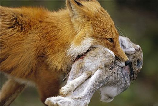 红狐,狐属,雪兔,窝,夏天,德纳利国家公园和自然保护区,阿拉斯加